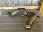 Yamaha Bruin 350 Duct, Air 5UH-E5471-00-00. Fixed Price $35.99.